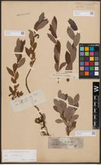 Foto von Salix cinerea L.
